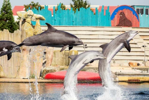 Vakantiewoning in Gelderland Dolfinarium